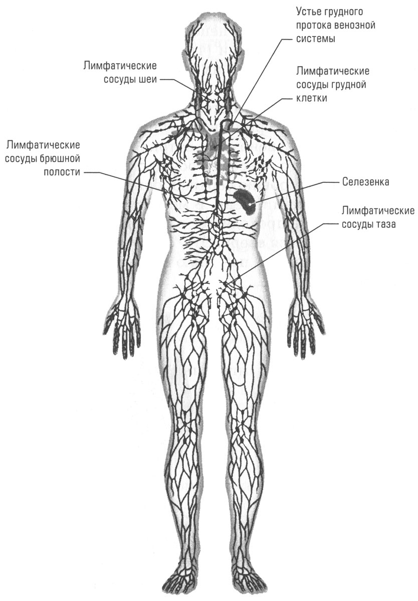 Рисунок лимфатической системы. Лимфатическая система человека анатомия движение лимфы. Лимфатическая система схема. Лимфатическая система анатомия схема движения лимфы. Лимфатическая система человека рис 61.