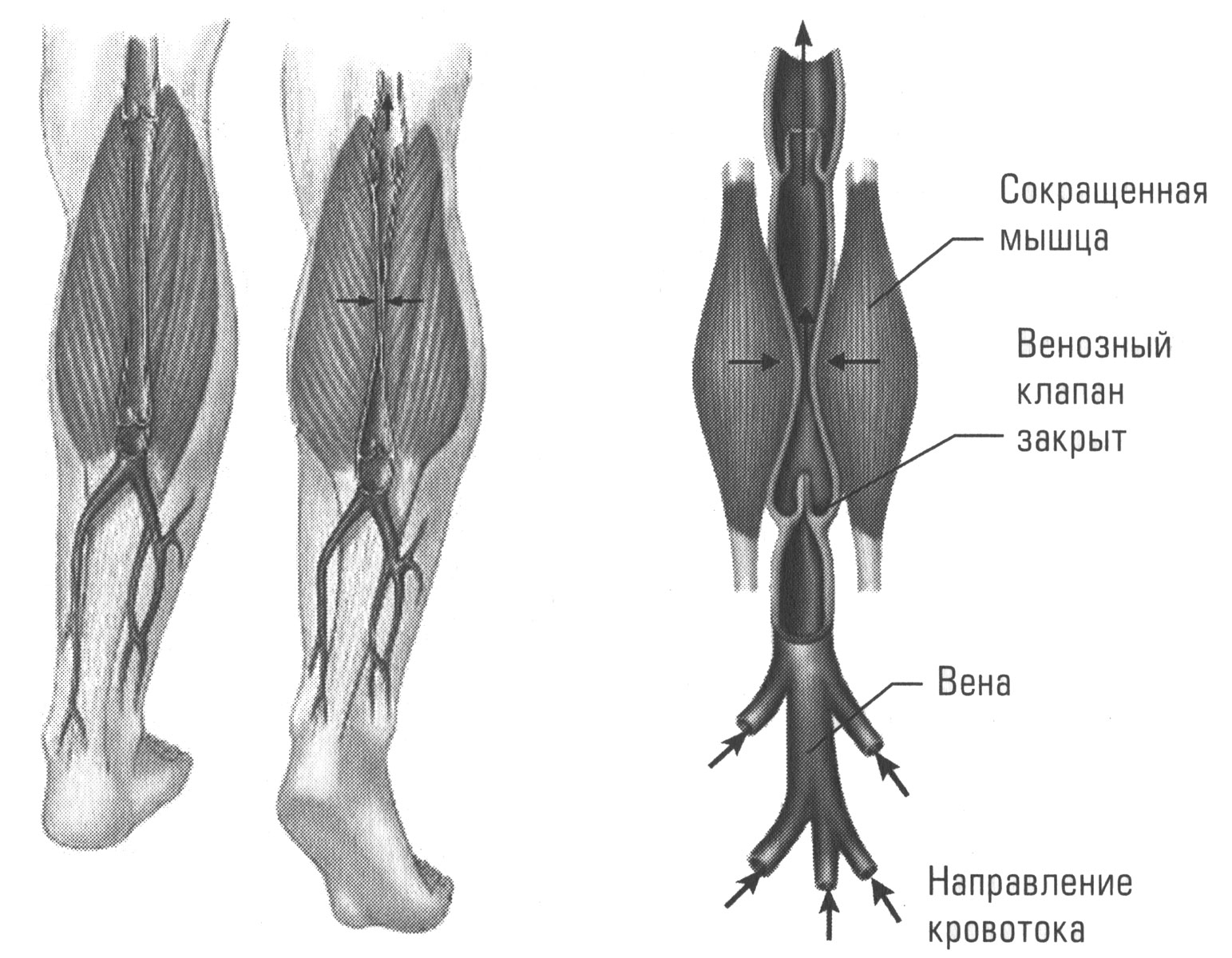 Механизм работы мышечно-венозной помпы