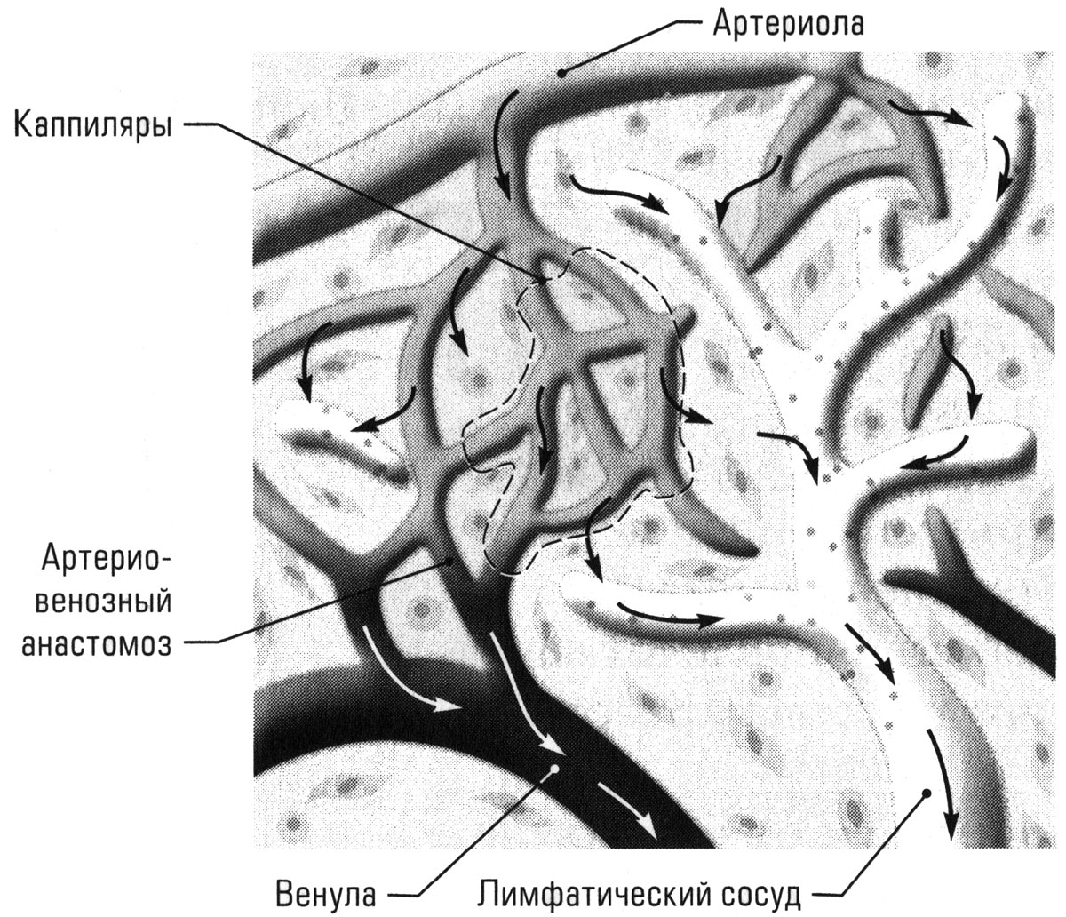 Микроциркуляция