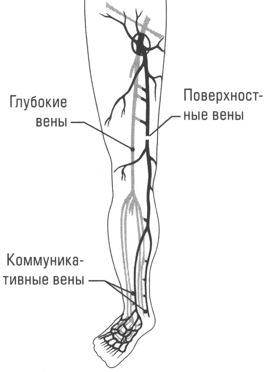 Венозная система нижних конечностей