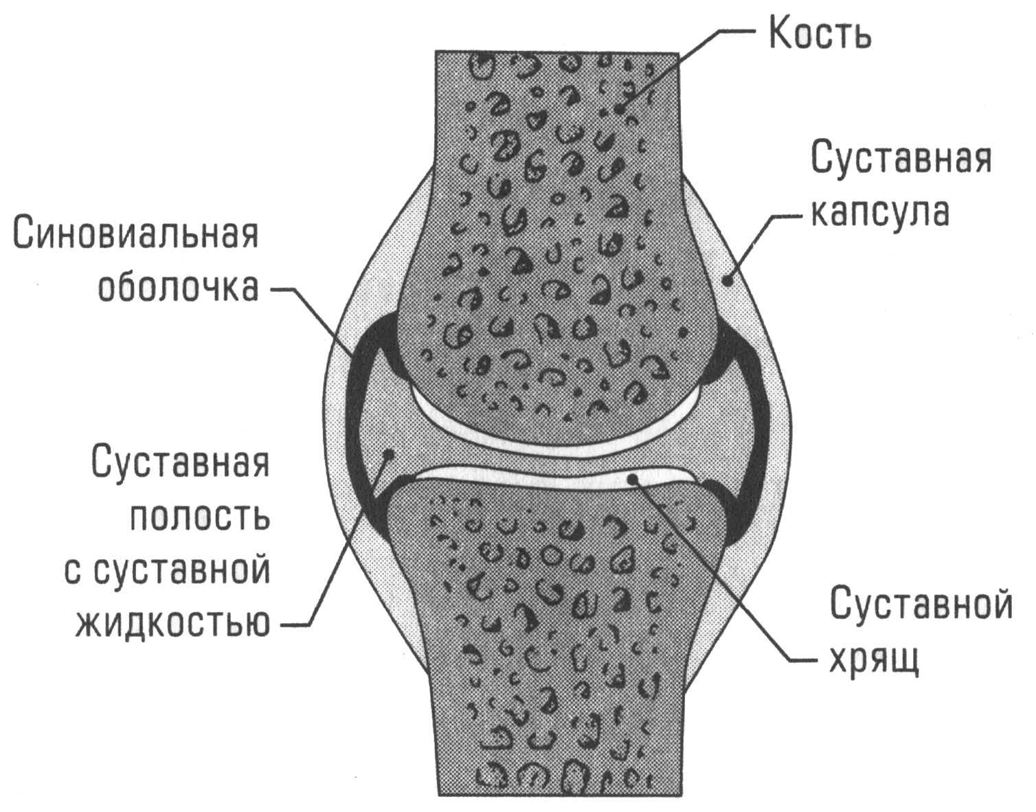 Суставная сумка рисунок