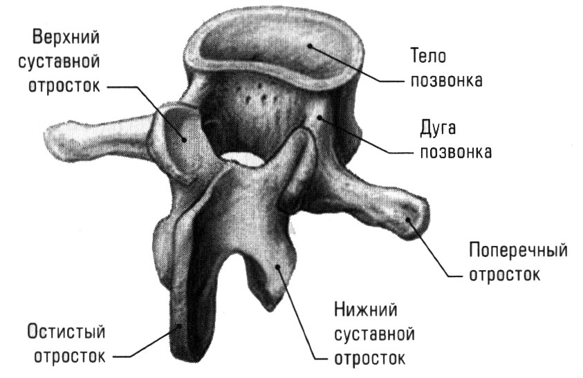 Анатомо физиологические строения позвоночника thumbnail